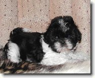 �icu, Shih-Tzu