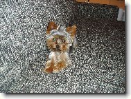 Jork��rsk� terier, Yorkshire Terrier,