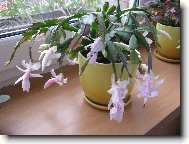 Schlumbergera