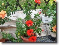 Hibiscus rosa-sinensis