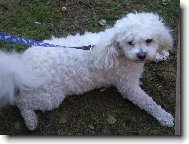 Bichon � poil fris�, Bichon Frise