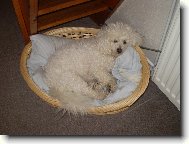 Bichon � poil fris�, Bichon Frise