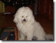 Bichon � poil fris�, Bichon Frise