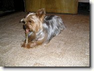 Jork��rsk� terier, Yorkshire Terrier,