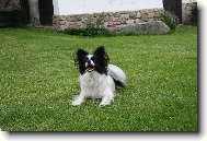Continental Toy Spaniel