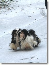 �icu, Shih-Tzu
