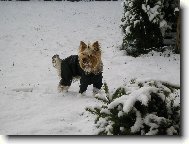 Jork��rsk� terier, Yorkshire Terrier,