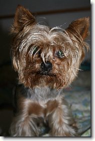 Jork��rsk� terier, Yorkshire Terrier,