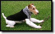Fox Terrier Wire