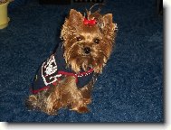 Jork��rsk� terier, Yorkshire Terrier,
