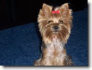 Jork��rsk� terier, Yorkshire Terrier,