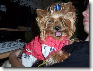 Jork��rsk� terier, Yorkshire Terrier,