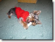 Jork��rsk� terier, Yorkshire Terrier,