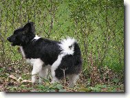 Deutscher spitz - Mittelspitz, German Spitz � Medium size Spitz