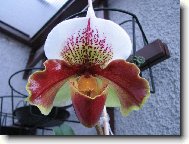 Paphiopedilum
