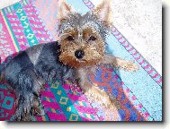 Jork��rsk� terier, Yorkshire Terrier,
