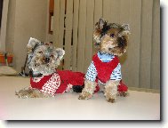 Jork��rsk� terier, Yorkshire Terrier,