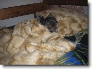 Jork��rsk� terier, Yorkshire Terrier,