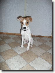 Parson Russel Terrier