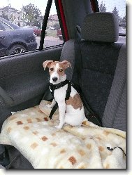 Parson Russel Terrier