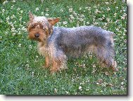 Jork��rsk� terier, Yorkshire Terrier,