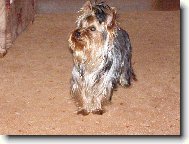 Jork��rsk� terier, Yorkshire Terrier,