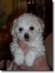 Bichon � poil fris�, Bichon Frise