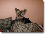 Jork��rsk� terier, Yorkshire Terrier,