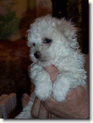 Bichon � poil fris�, Bichon Frise