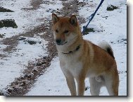 Shiba inu \(Dog standard\)