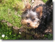 Jork��rsk� terier, Yorkshire Terrier,