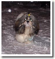 �icu, Shih-Tzu