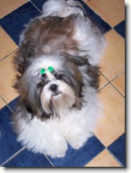 �icu, Shih-Tzu