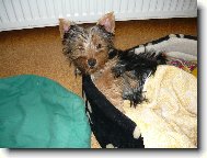Jork��rsk� terier, Yorkshire Terrier,