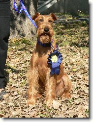 Irish  terrier \(Dog standard\)