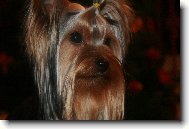 Jork��rsk� terier, Yorkshire Terrier,
