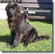 Newfoundland \(Dog standard\)