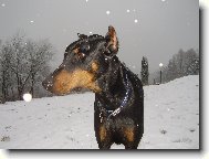 Dobermann \(Dog standard\)