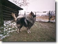 Deutscher spitz, German Spitz