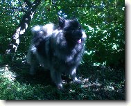 Deutscher spitz, German Spitz