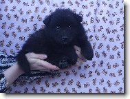 Deutscher spitz - Grossspitz, German Spitz � Giant Spitz