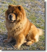 Chow Chow