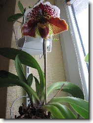 Paphiopedilum