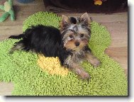 Jork��rsk� terier, Yorkshire Terrier,
