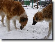 Borzoi � Russian Hunting Sighthound