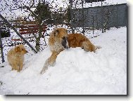 Borzoi � Russian Hunting Sighthound