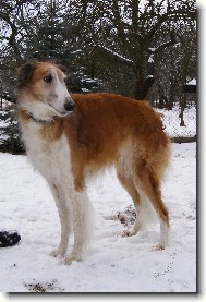 Borzoi � Russian Hunting Sighthound
