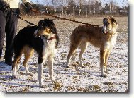 Borzoi � Russian Hunting Sighthound