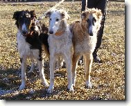 Borzoi � Russian Hunting Sighthound