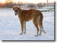 Borzoi � Russian Hunting Sighthound